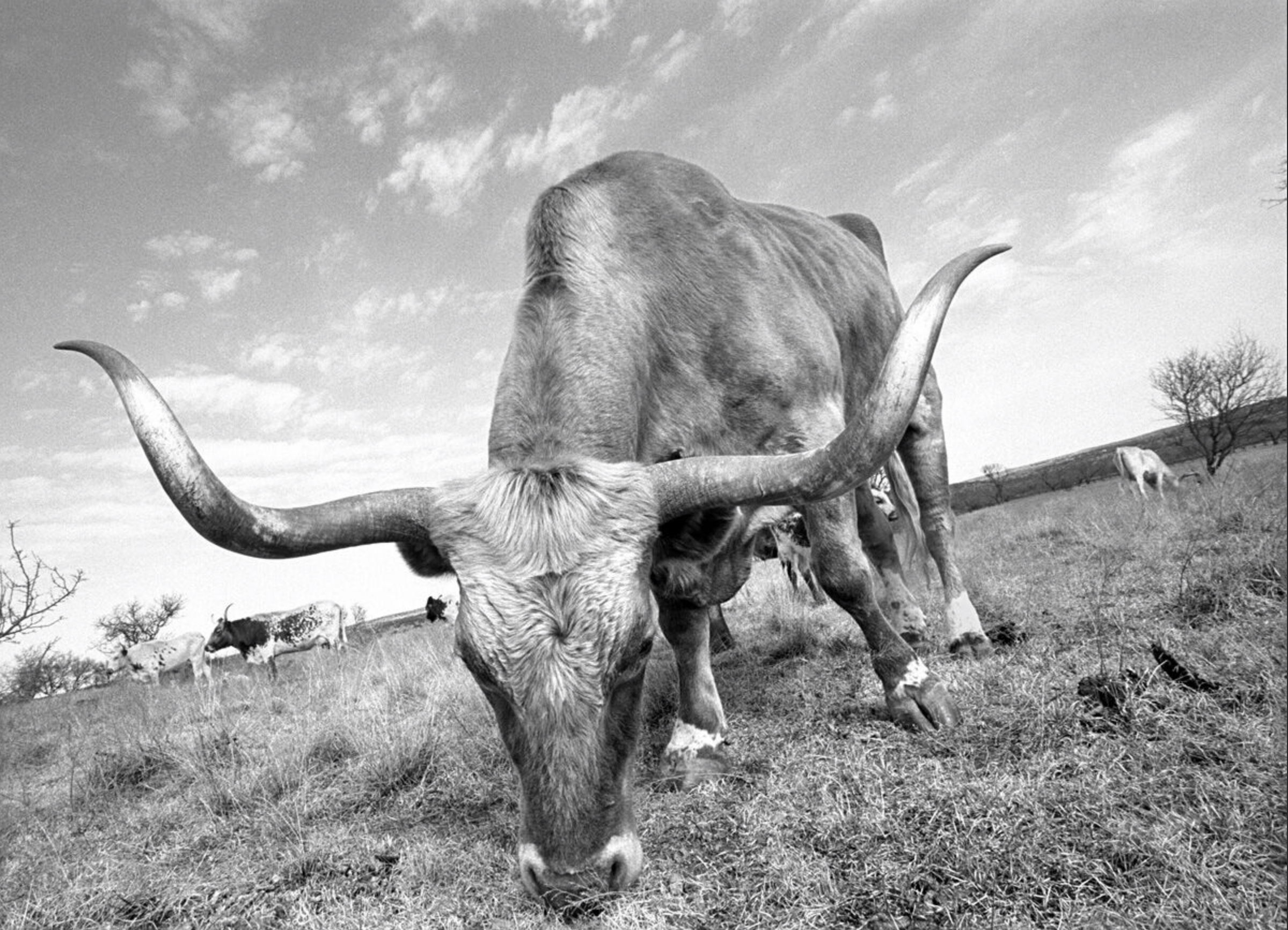 Longhorn, Lambshead Ranch, Albany, Texas, 1988