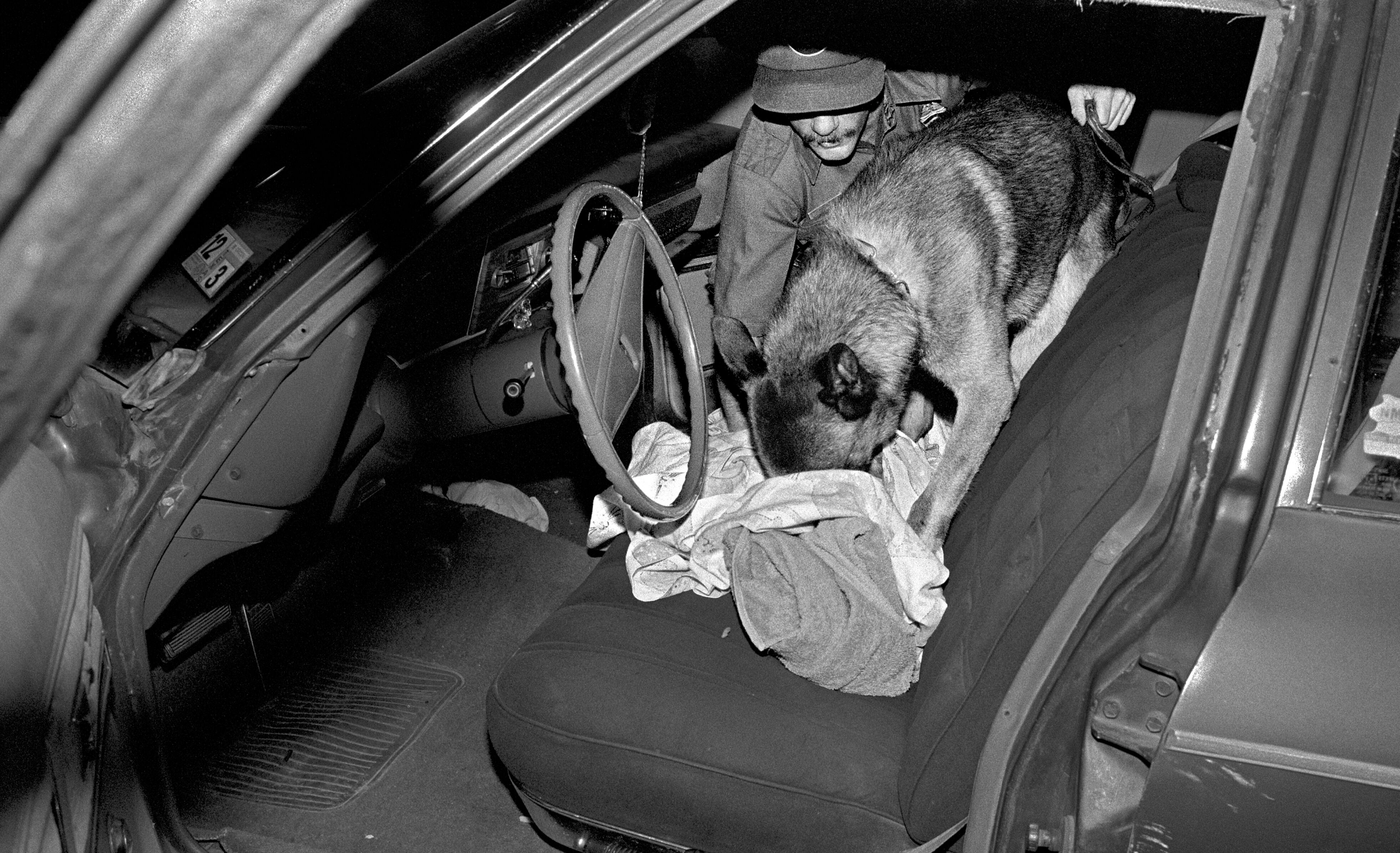 Border Patrol Dog Inspecting Car, Laredo, Texas, 1994