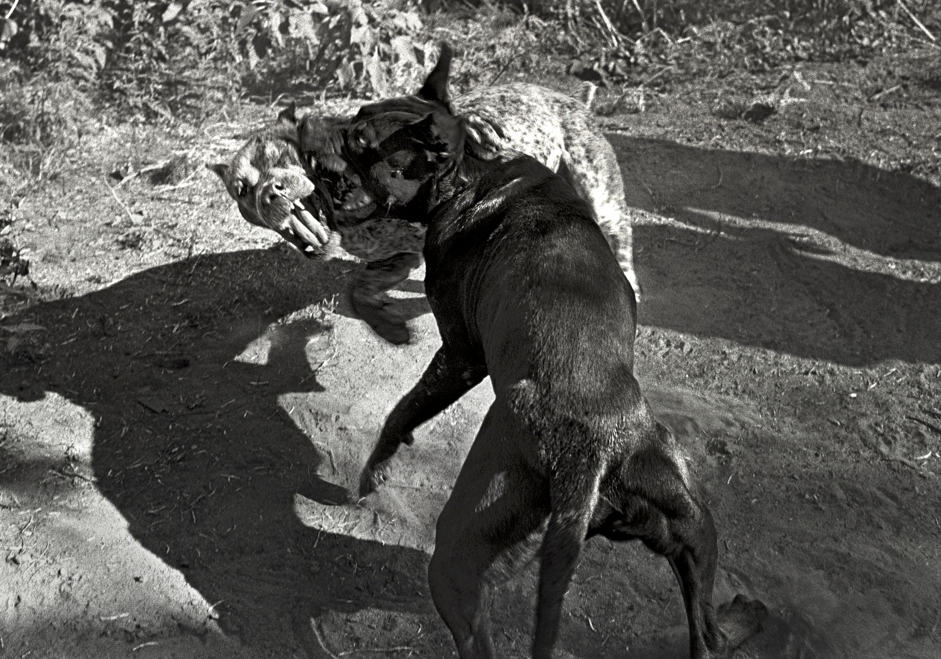 Pit Bull Dogs Fighting, Cotulla, Texas, 1994