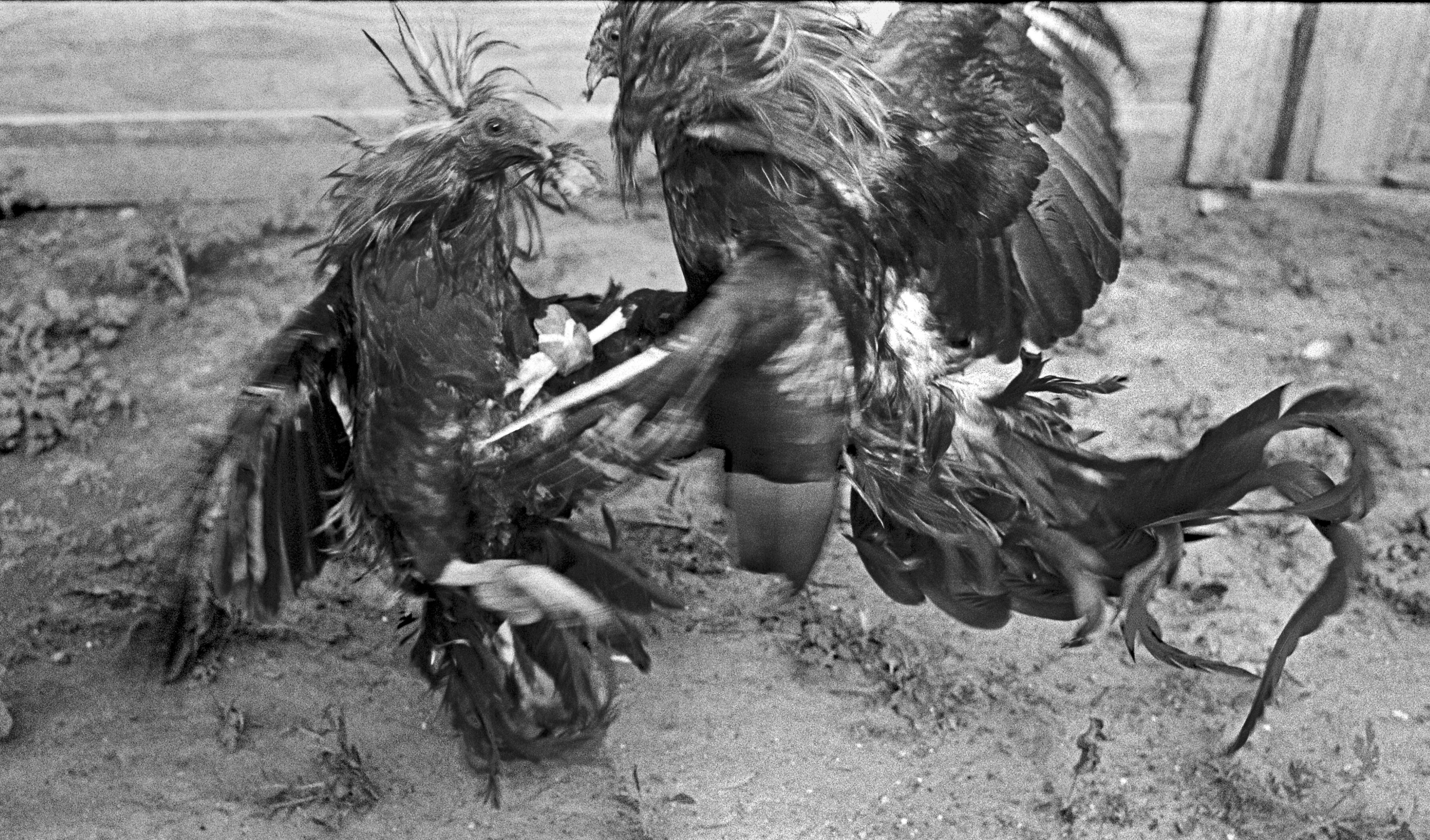 Fighting Cocks, Webb County, Texas, 1994