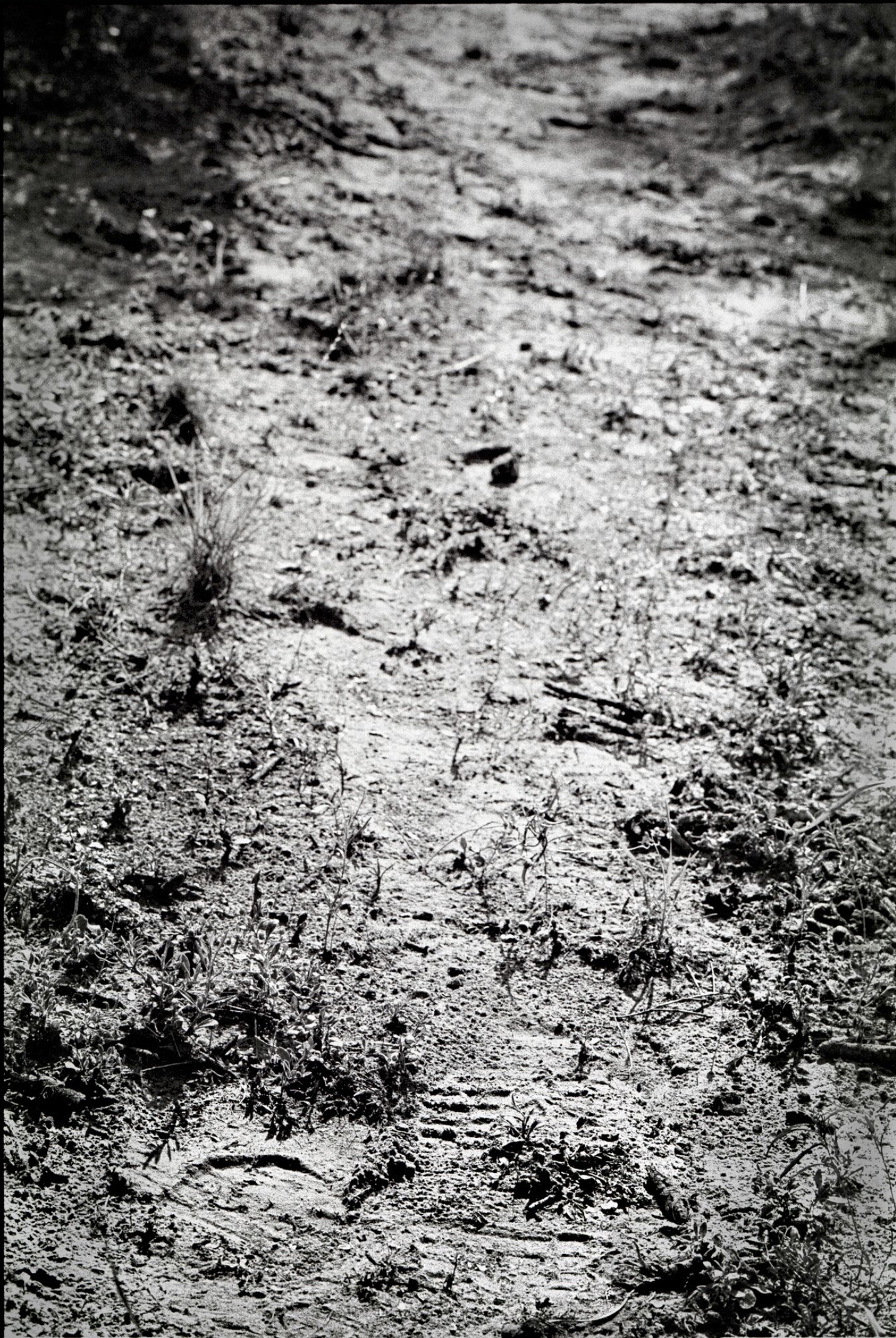 Tracks Along the Border, Zapata County, Texas, 1994