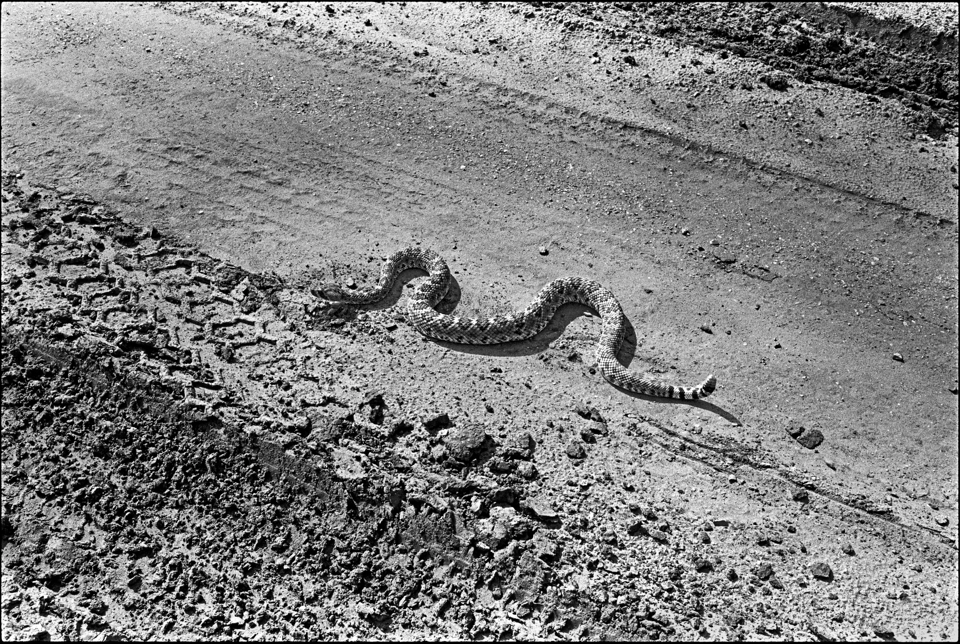 Rattlesnake, Zapata County, Texas, 1994